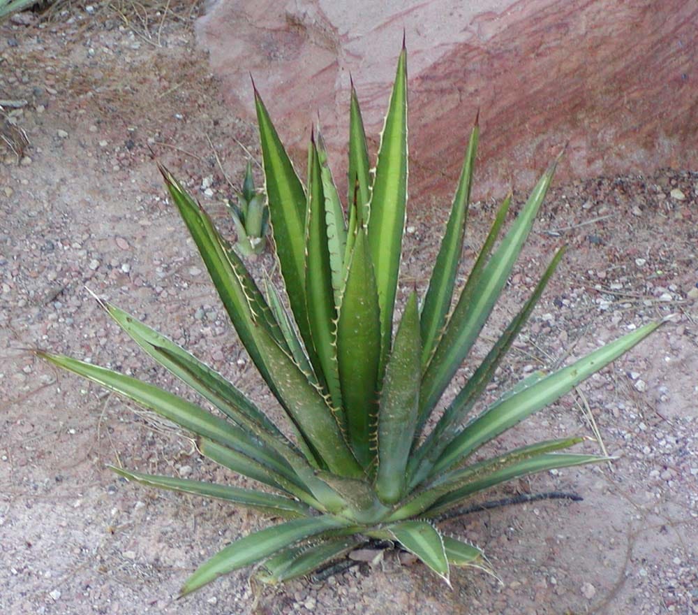 Wildsam