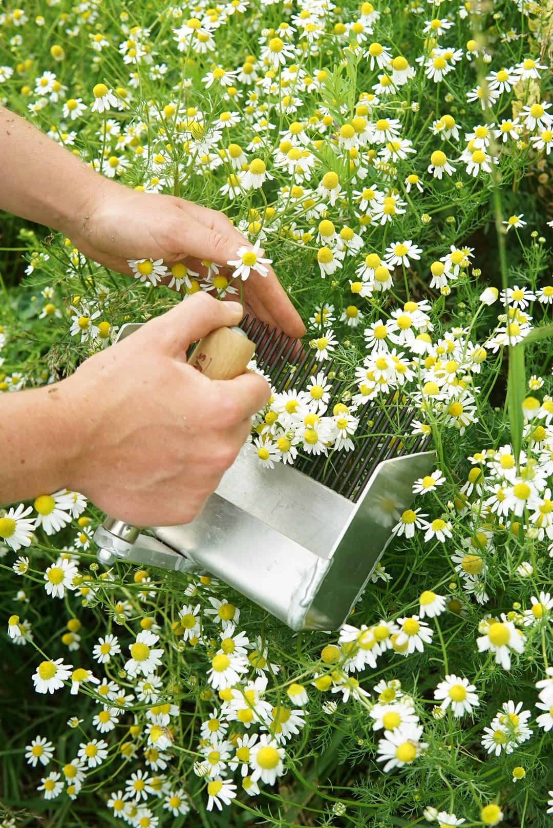Wildsam