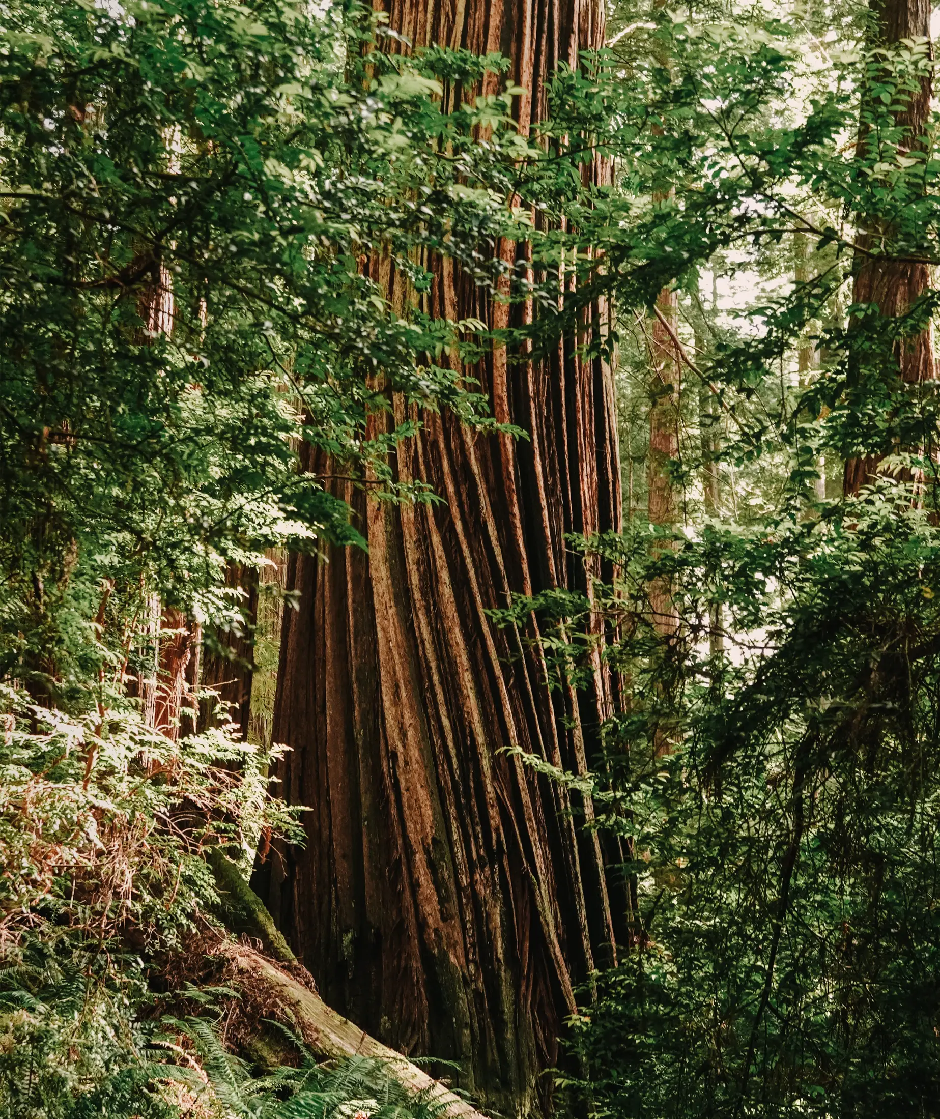 Wildsam