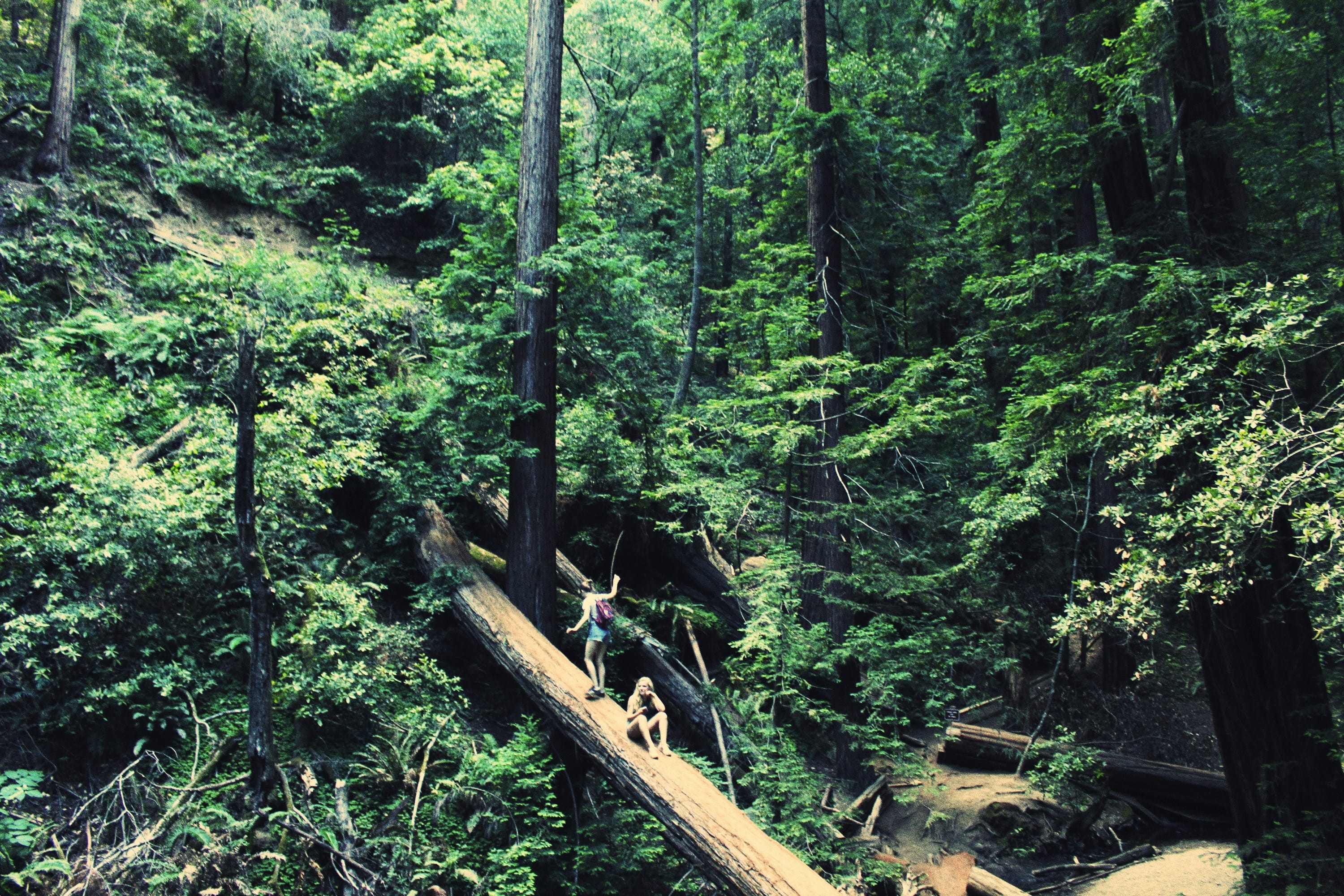 Wildsam