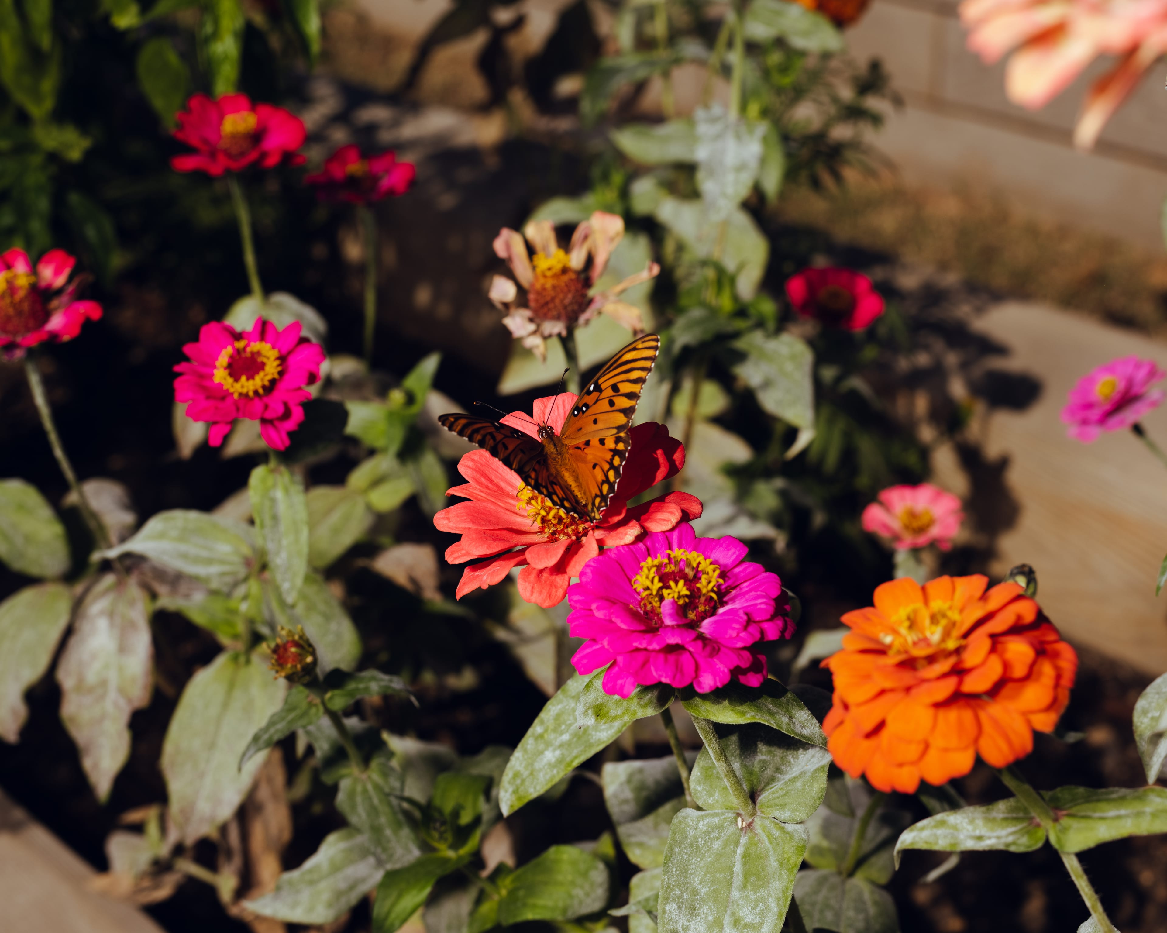 A butterfly rests on a blood-orange flower.