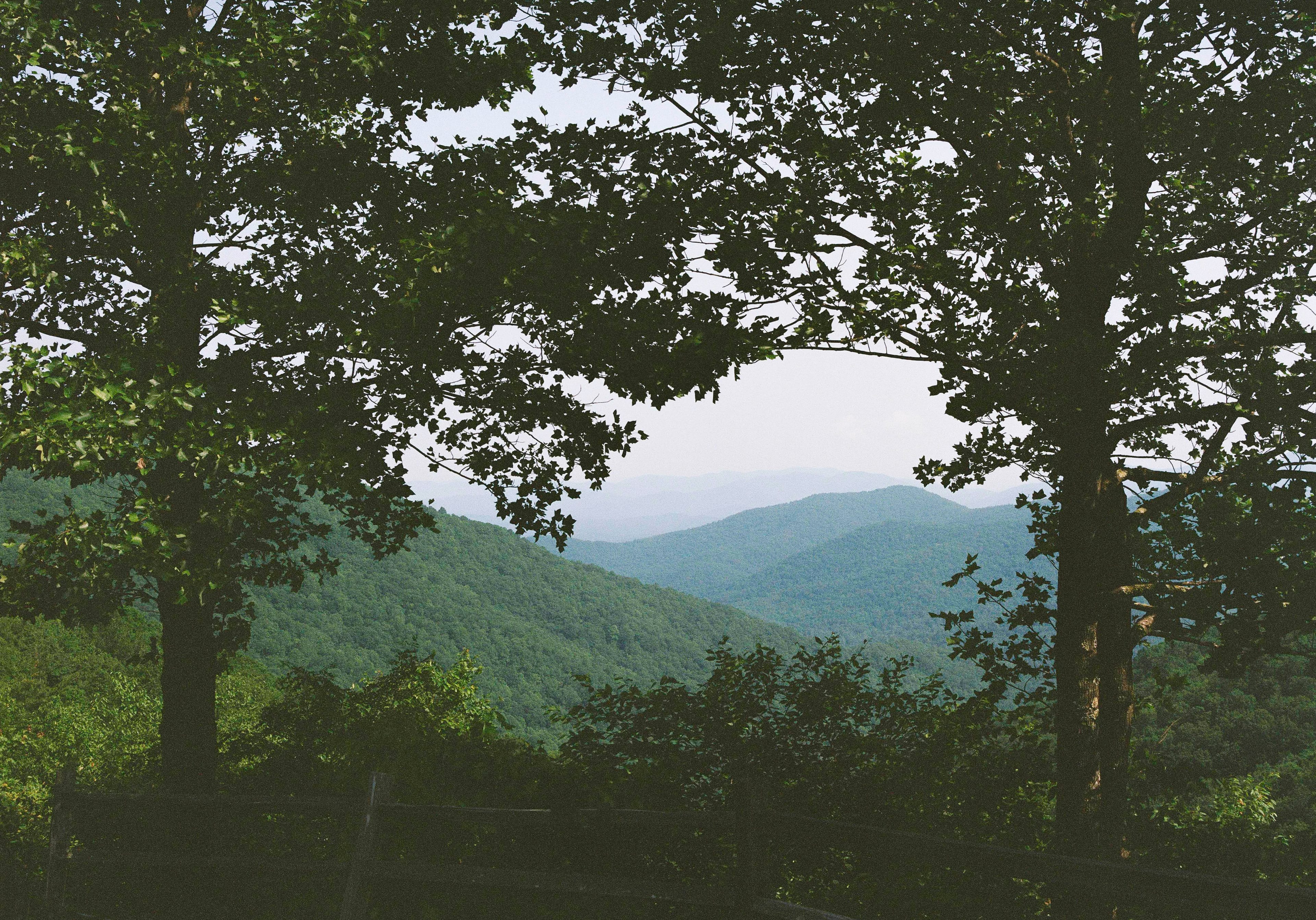 Two trees frame a partial mountain view on the Georgia Traverse.
