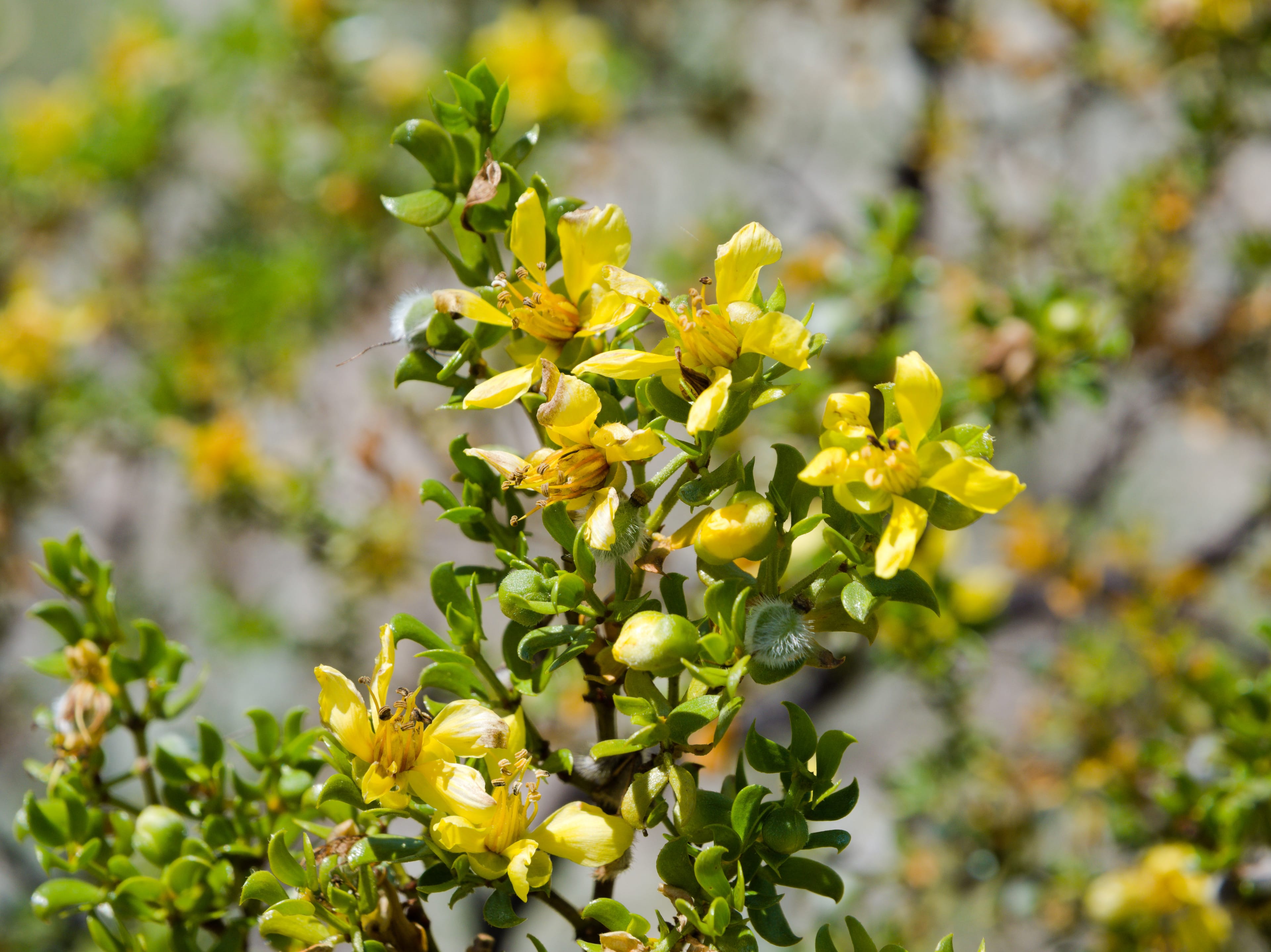 Wildsam