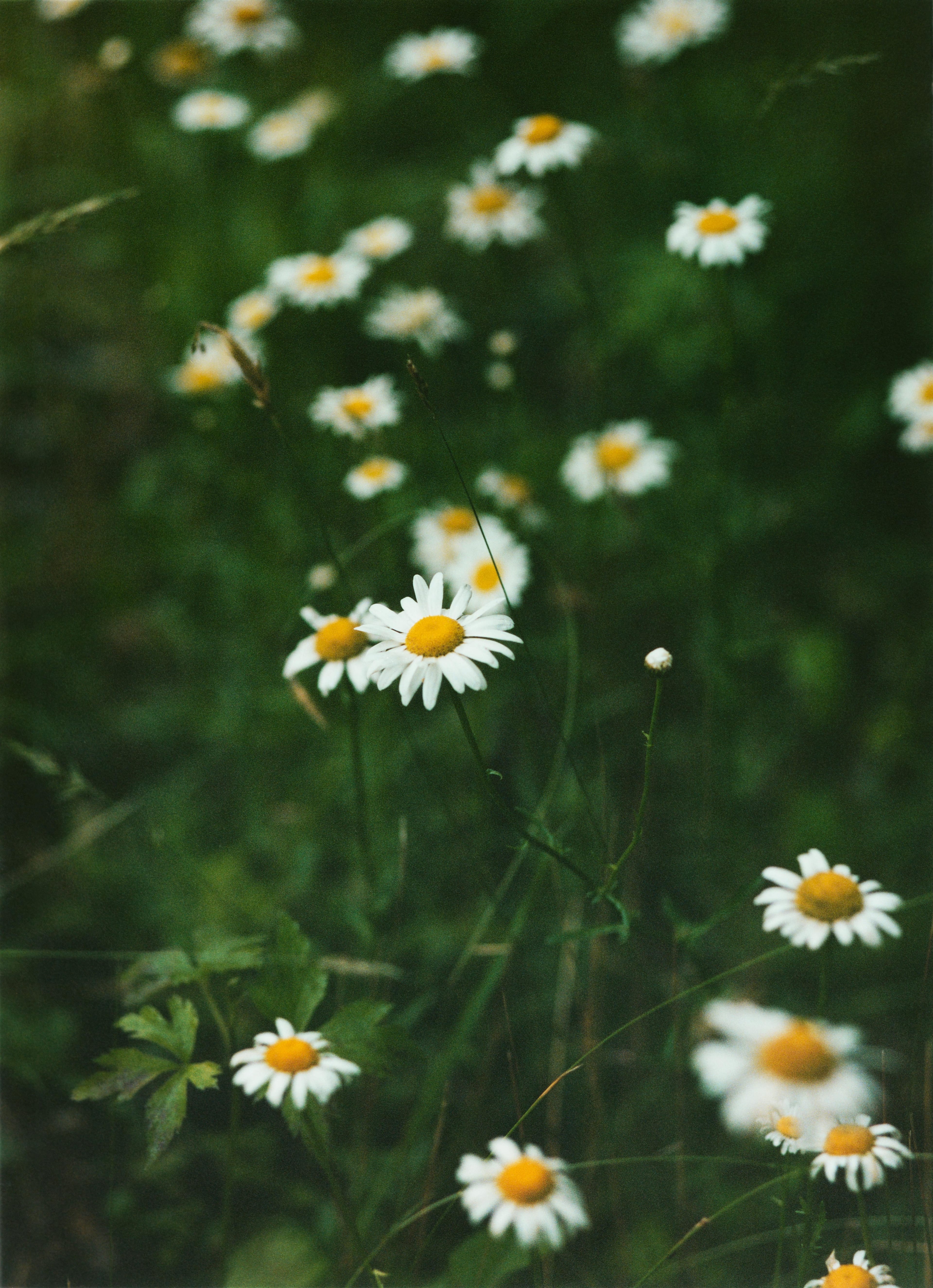 White and yellow wildflowers growing near the road on the Georgia Traverse