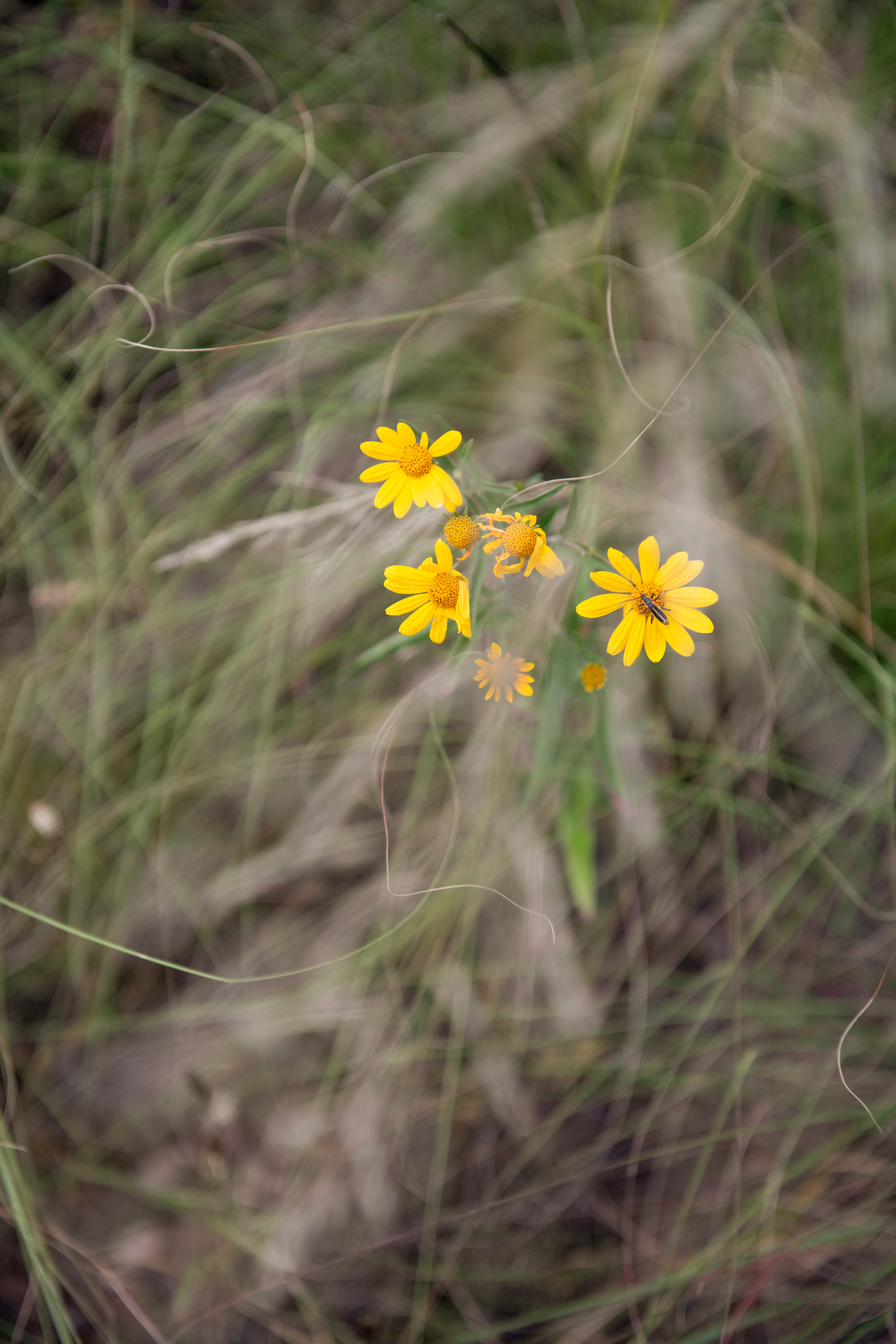 Wildsam