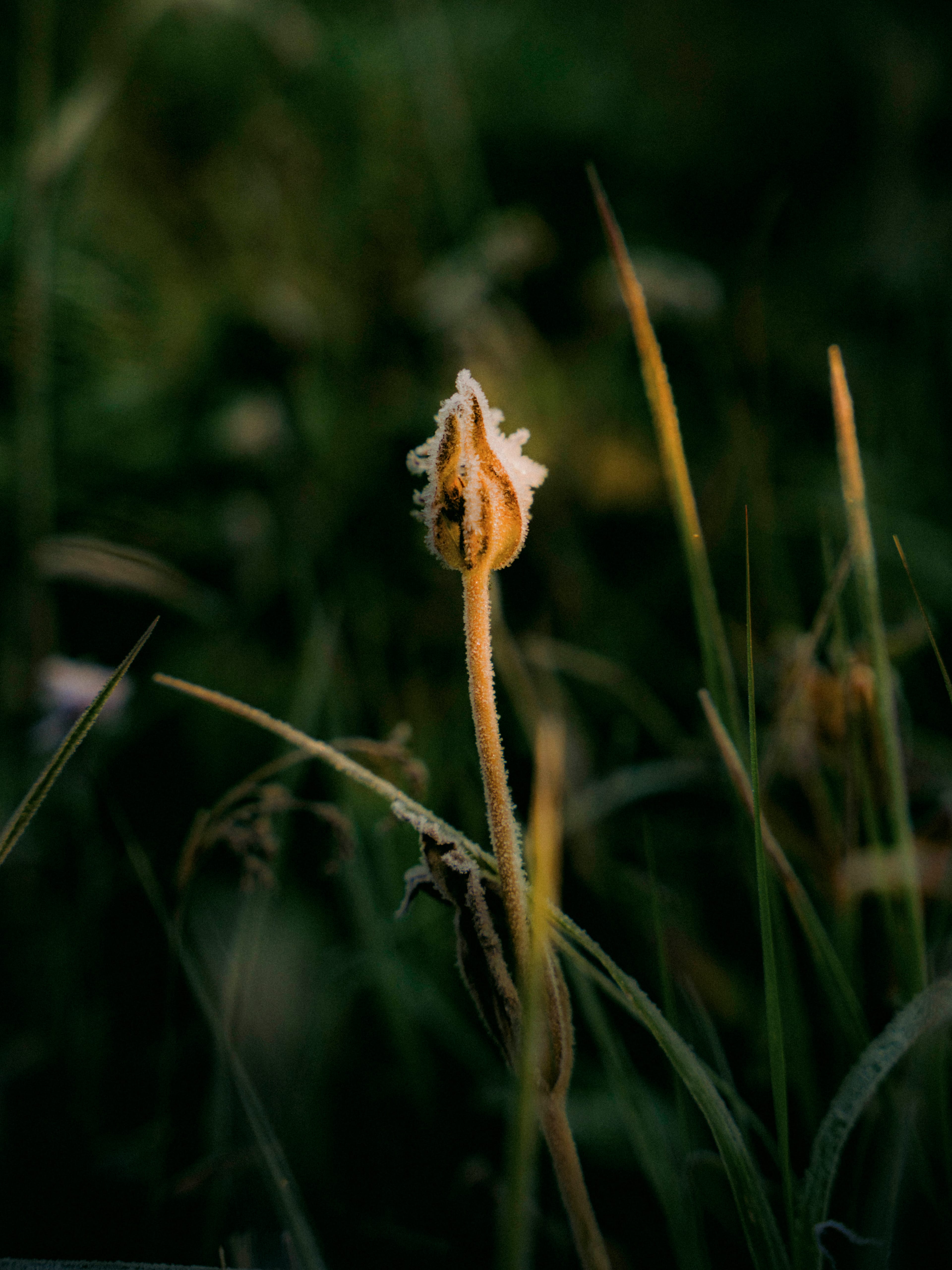 Wildsam