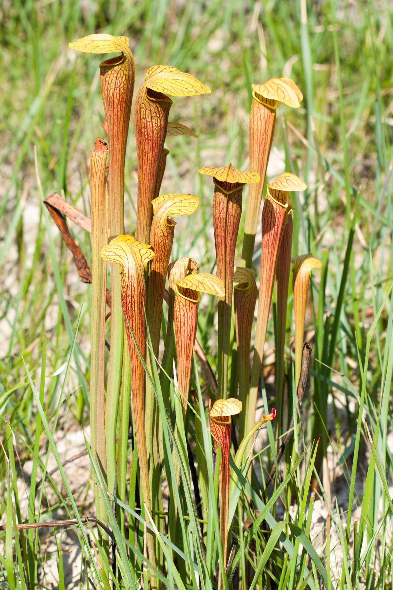 Wildsam
