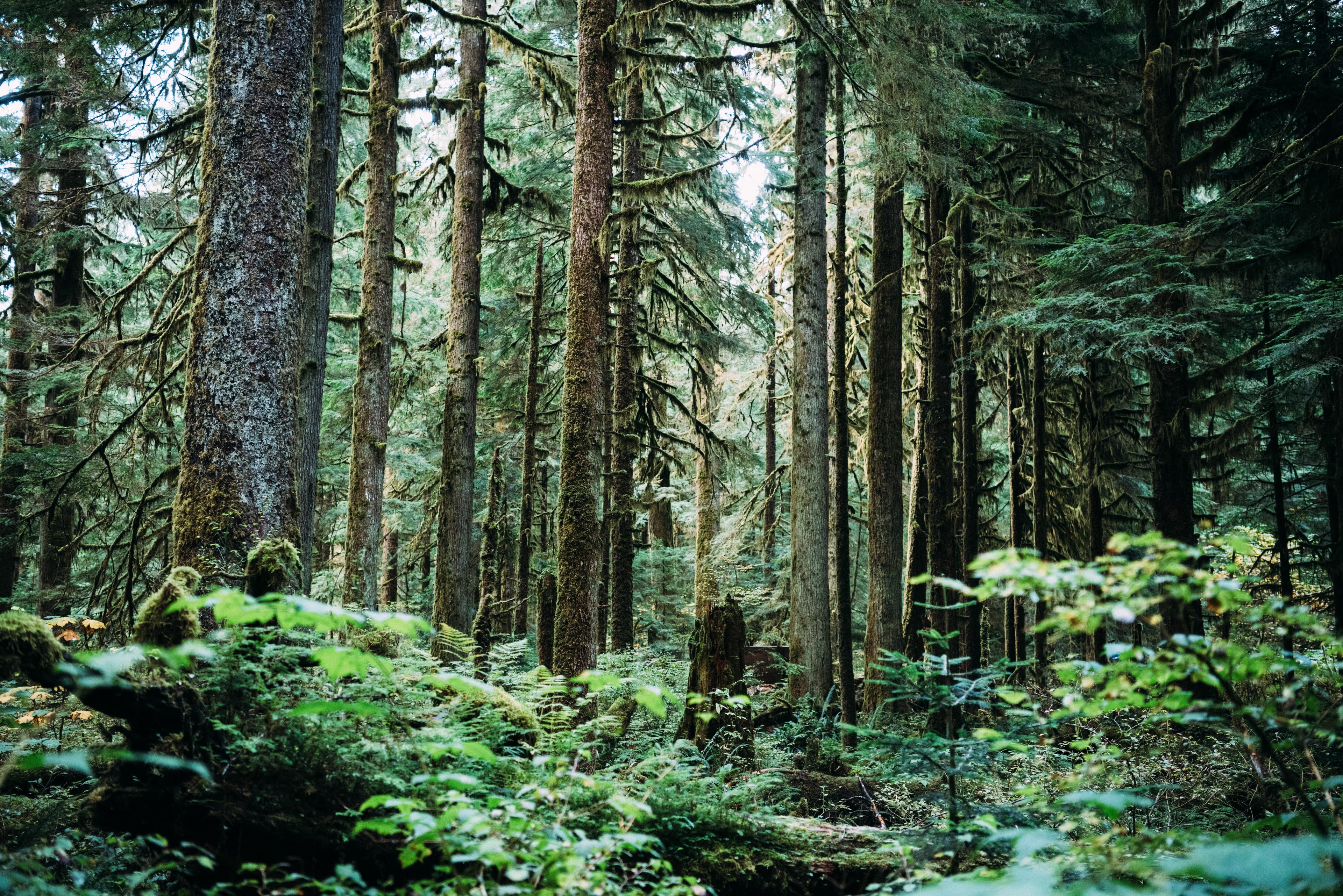 Wildsam