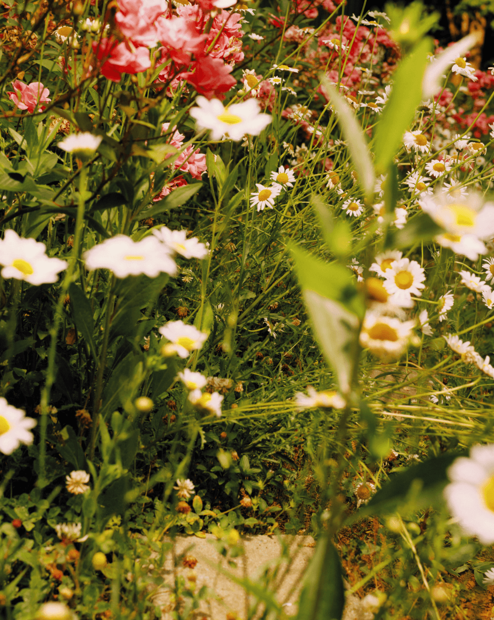 Wildsam